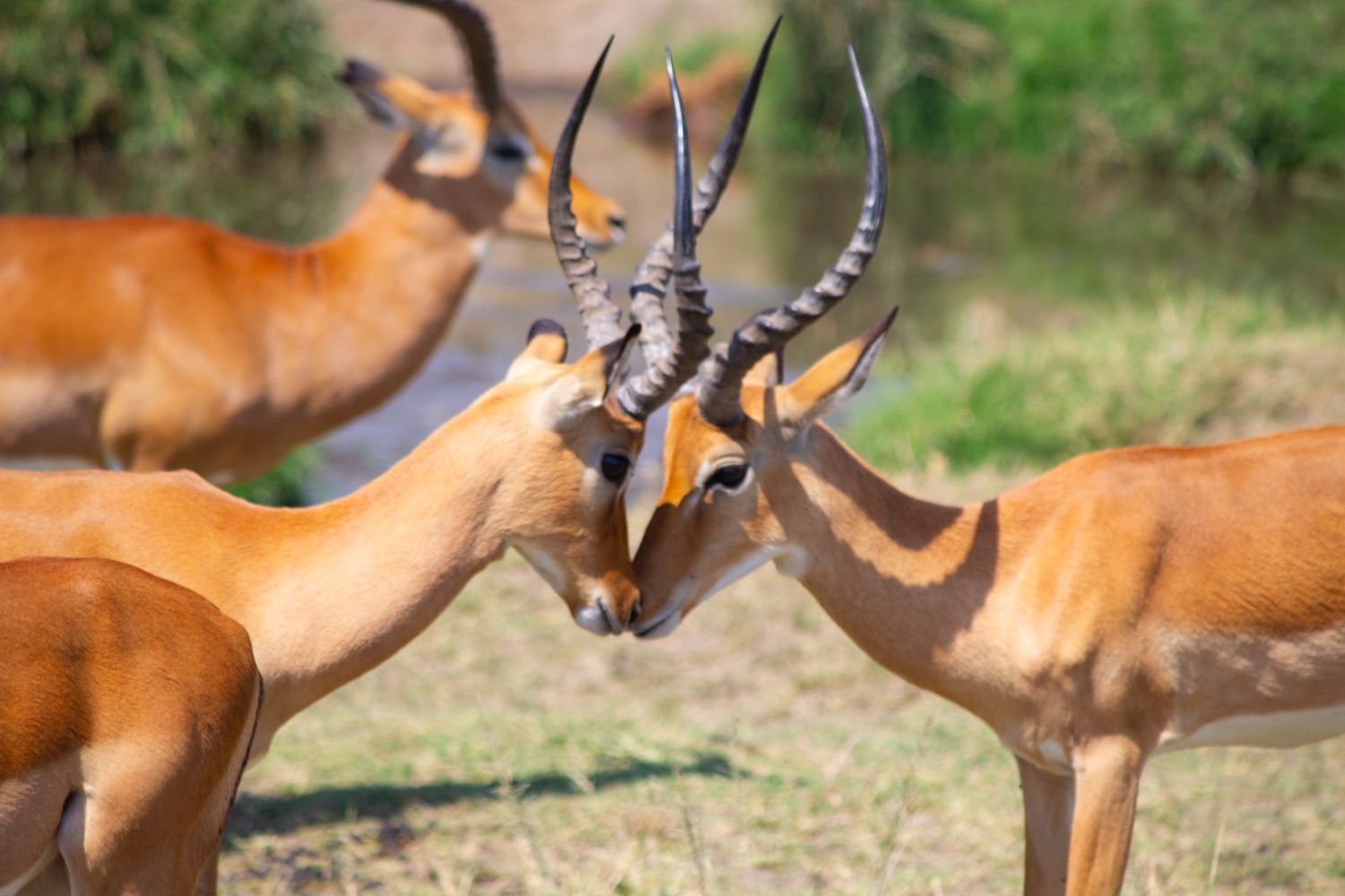 Tanzania Safari Guides