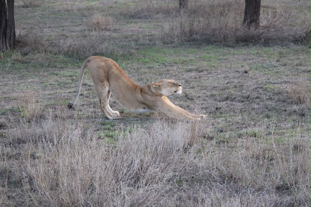 First-Time Tanzania Safari: Everything You Need to Know