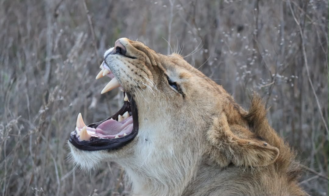 Tanzania Safari from Zanzibar: Complete Guide