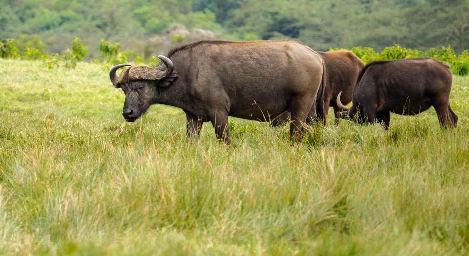 Tanzania Safari Destination: Arusha National Park