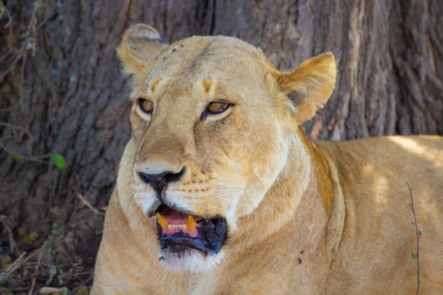 Tanzania Safari Destination: Lake Manyara National Park