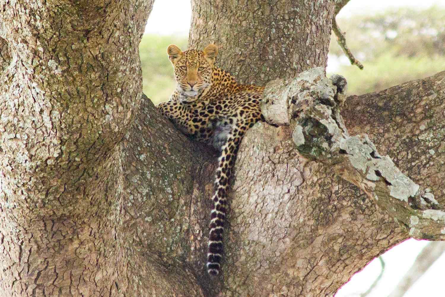 Tanzania Safari Destination: Serengeti National Park