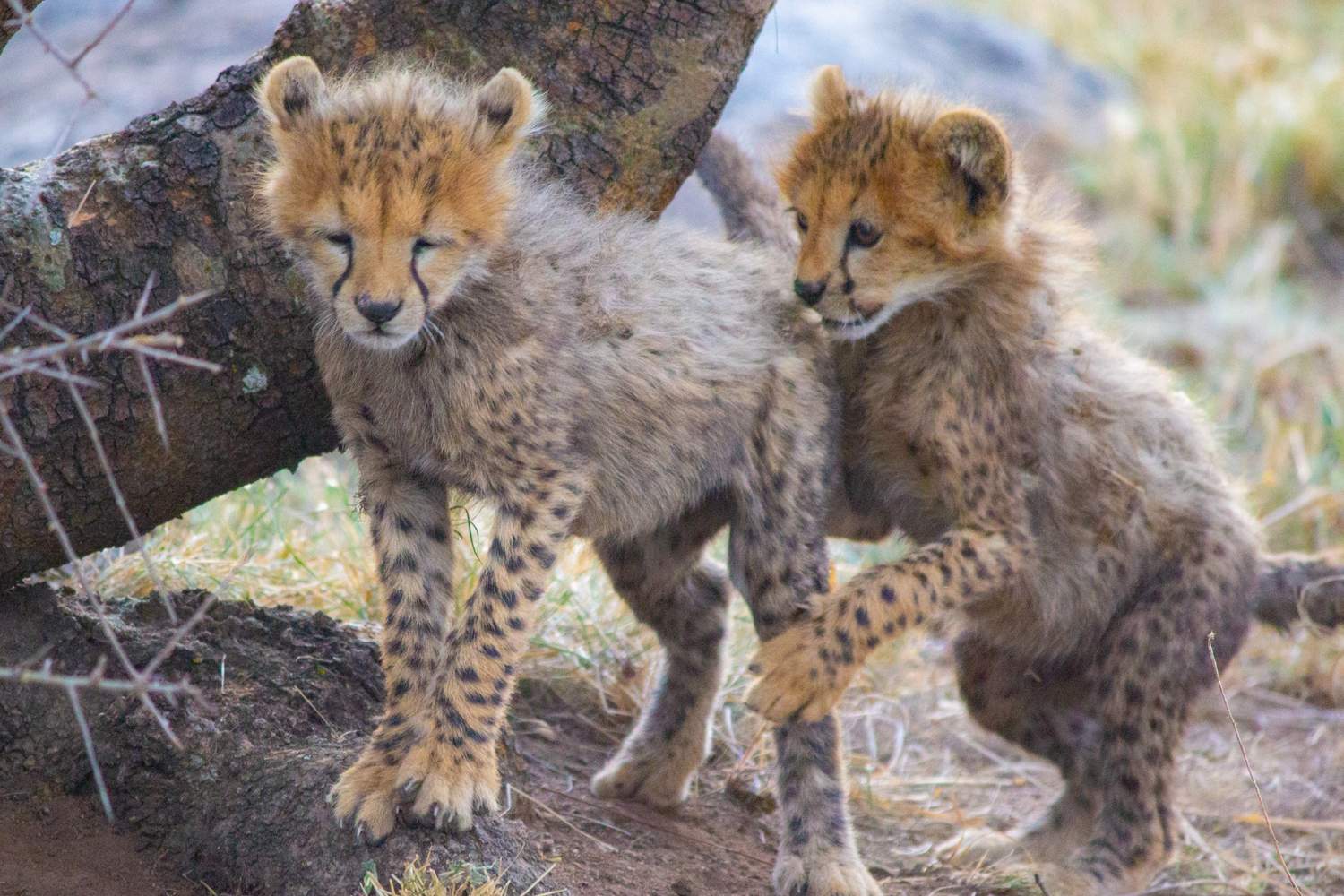 Top 5 Luxury Safari Lodges in the Serengeti for Honeymooners