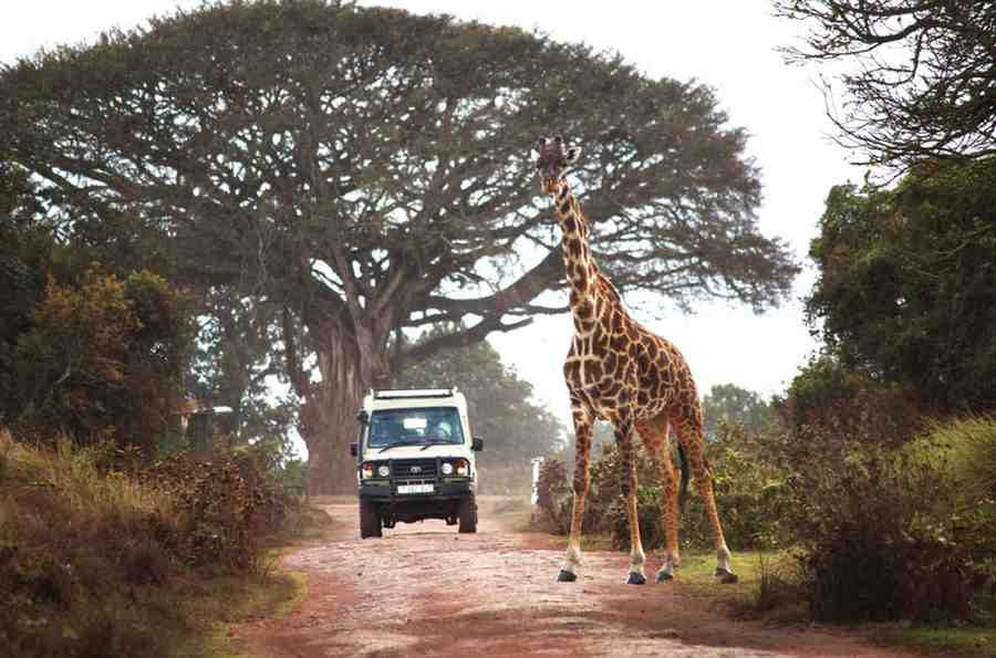 Tanzania Safari: 5 Days Luxury Tanzania Safari