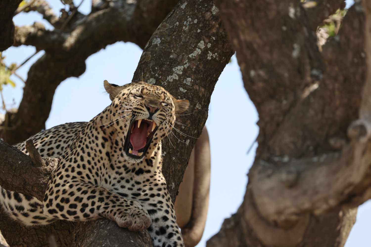 Tanzania Safari: 7 Days Luxury Tanzania Safari Experience