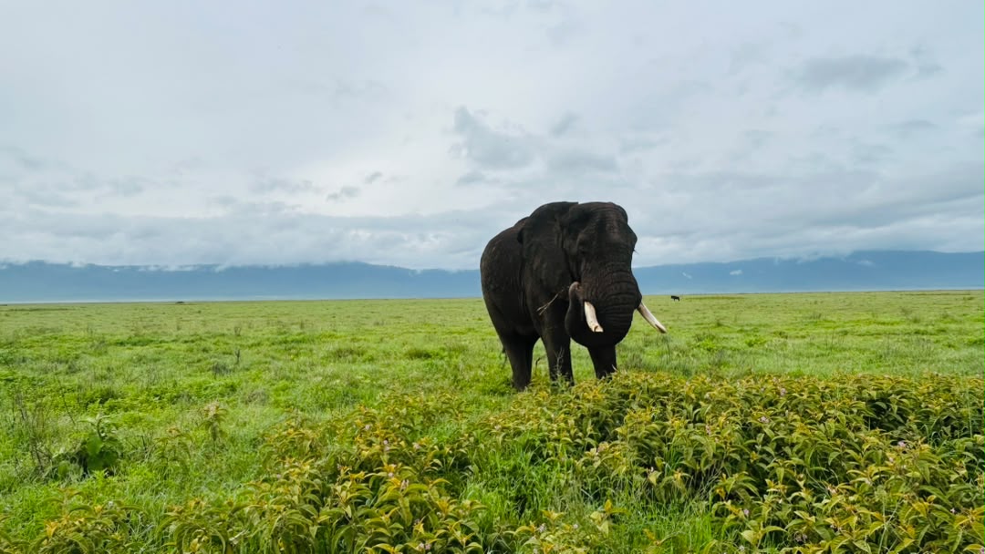 Tanzania Safari: Ngorongoro Crater Day Trip Safari